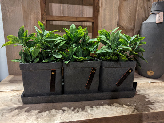 Brynxz Planters on Plate